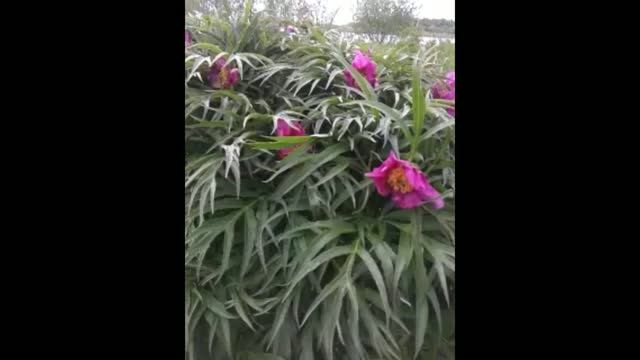 Пион Уклоняющийся в Красной Книге Peony Evasive In The Red Book