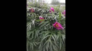 Пион Уклоняющийся в Красной Книге Peony evasive in the Red Book