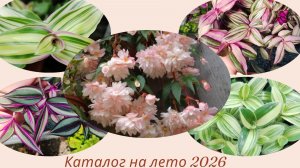 Открываю прием заказов на традесканции бегонии колеусы . 2 часть. Летние продажи.
