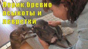 ЛОРИК И БРЕВНО - А ТАК ЖЕ ПСЫКОТЫ И НОВОЕ ЗНАКОМСТВО / 29 июня 2026