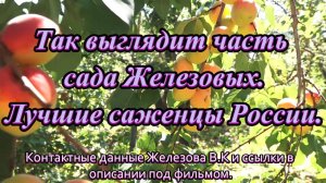 Так выглядит часть сада Железовых.Лучшие саженцы России. 1