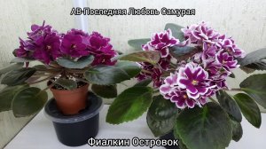 фиалка АВ-Последняя Любовь Самурая, сорт и спорт ...