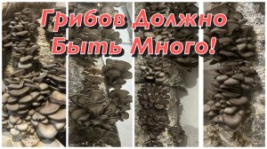 Грибоводам посвящается!Итоги грибной фермы.Грибные урожаи 2025!Вешенка на вате.Pleurotus Ostreatus!