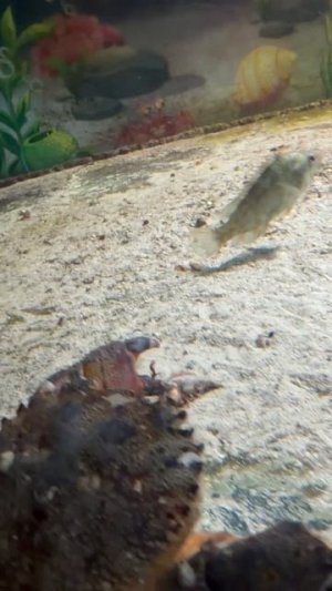 Рыбки, 🐡 океанариум 🐟🦈🐠
