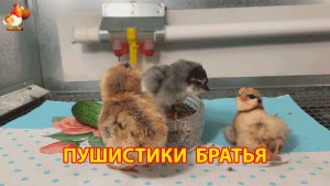 Три цыплёнка после инкубатора страшно, тесно, но начинается новая жизнь (6)