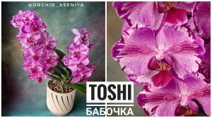 Phal. Toshi бабочка 🌸 Первое домашнее цветение орхидеи фаленопсис Тоши 🥰