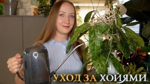 УХОД ЗА ХОЙЯМИ: Как укоренить, черенковать. Как поливаю, чем кормлю. Грунт, свет, загар