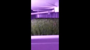 Гидропонная ферма на установке ГЗК‑500 в Ульяновске