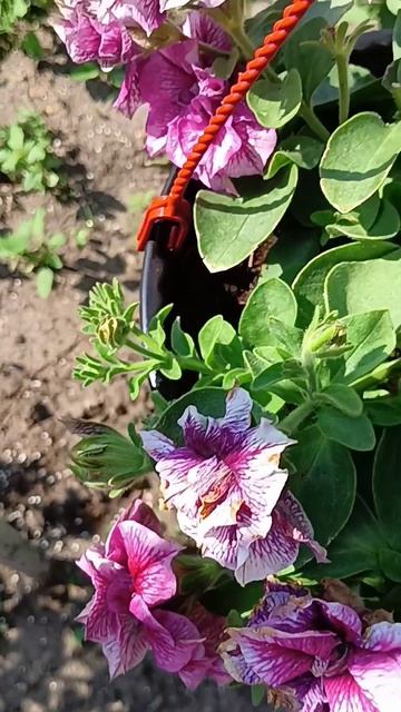 Петунии # цветы #☘️💃🦋🥀☘️ смотреть онлайн