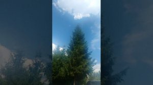 стрим у меня сегодня др