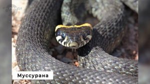 Что будет если одна змея укусит другую? 😱