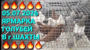 🔥🔥🔥 05.07.26 Ярмарка голубей в г.Шахты. Птичий рынок.