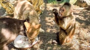 ХОТИТЕ ПОСМЕЯТЬСЯ? Смотрите, как Финик ТАСКАЕТ МЯСО у проголодавшихся волков!