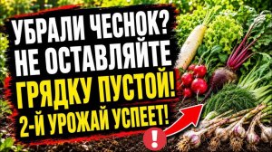 После чеснока сажаю только это! Быстрый второй урожай уже через 40 дней!