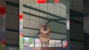 1000063520.mp4 (Собака слушает об установке котла, коаксикального дымохода, вытяжки в доме А-фрейм)