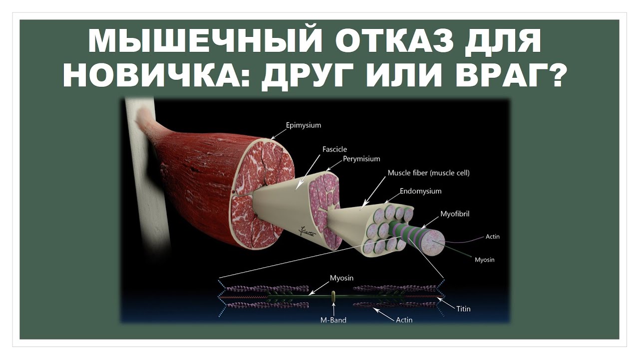 МЫШЕЧНЫЙ ОТКАЗ ДЛЯ НОВИЧКА: ДРУГ ИЛИ ВРАГ? смотреть онлайн