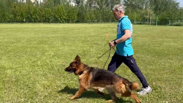 1 Отл. КЧК Kavaladi DZHENNIFER +++ №17. КРАСНОЯРСК 7 июня`26 Моно немецких овчарок