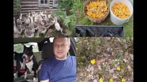 Наш новый день в деревне .Едем в лес за грибами ,собираем лисичку .