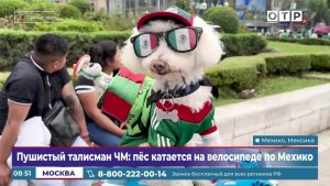 Пушистый талисман ЧМ: пес катается на велосипеде по Мехико