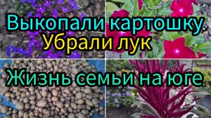 06-07-26/ Выкопали картошку/ Убрали лук/ Закатки продолжаются/ Живём и рабртаем на Кубани/ Повилика/