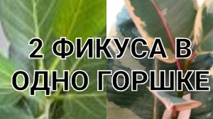 Фикус Тинеке + Бенгальский в одном горшке