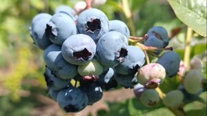 Формирую голубику летом взрослые кусты и годовалый саженец. 06.07.2026г.