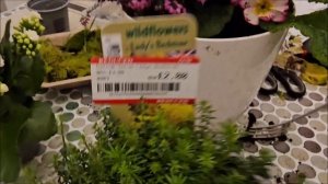 «Жизнь на юге Англии: лайфхаки садоводов, о которых не говорят»