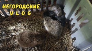 Как поживают пушистые сиротки-нутрята. 26.06.26