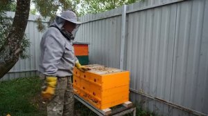 Многокорпусное сооружение пчел , интересный улей и метод в пчеловодстве