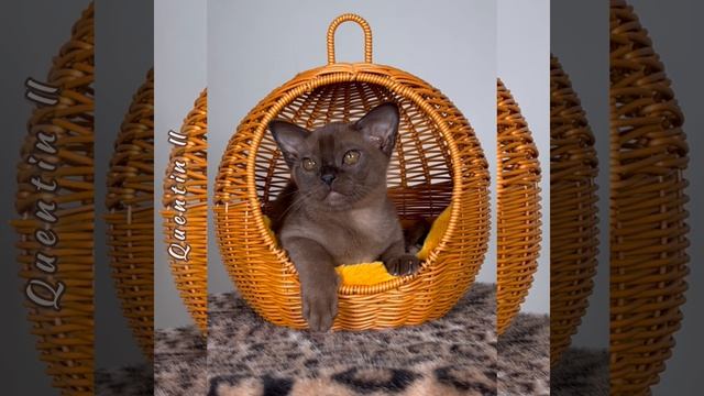 Соболиный бурманский котёнок Quentin Freya Way*RU смотреть онлайн