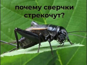 Интересный факт: «Почему стрекочут сверчки...»