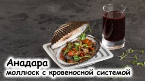 Анадара  моллюск