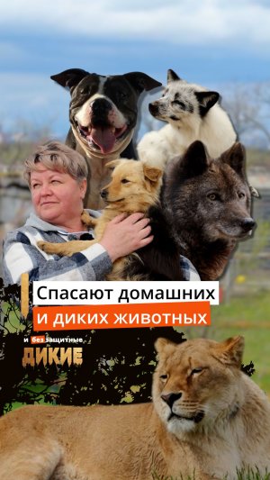 История Дино – собаки с трудной судьбой