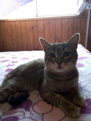 Кот Бантик