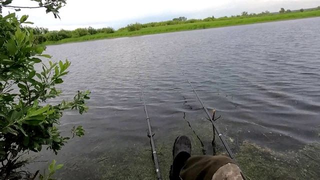 Бомбический клев крупного карася.