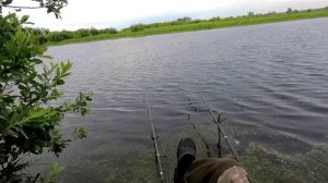Бомбический клев крупного карася.