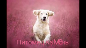 Питомец Камень-2026