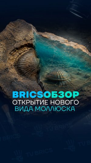 Бразильские ученые обнаружили новый вид моллюска в окаменелости возрастом около 400 млн лет