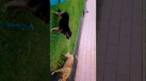 Пугливые больничные 🐶 собаки, Рыжык и Лайма, живут на больничном пищеблоке. 🐕