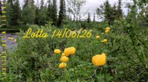 Лотта 14.06.26
