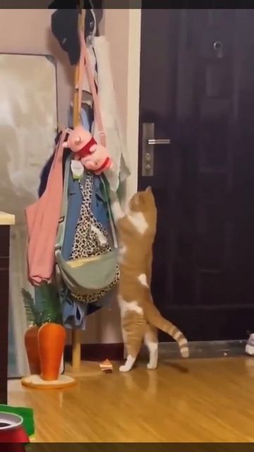 😸😸😸