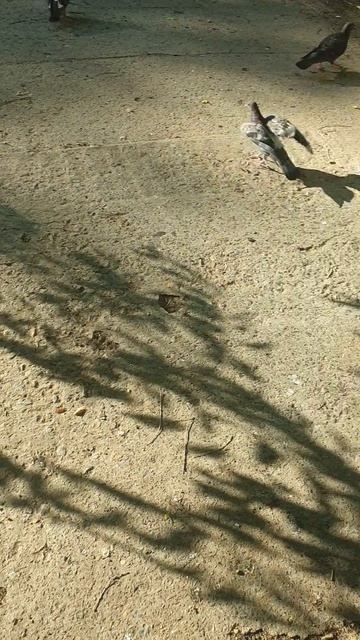 голуби на улице смотреть онлайн