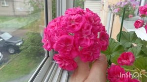 Жарим стейки 🤗Посмотрите какая красота цветет у меня ❤загляденье просто! цветущие пеларгонии 🧚♀❤