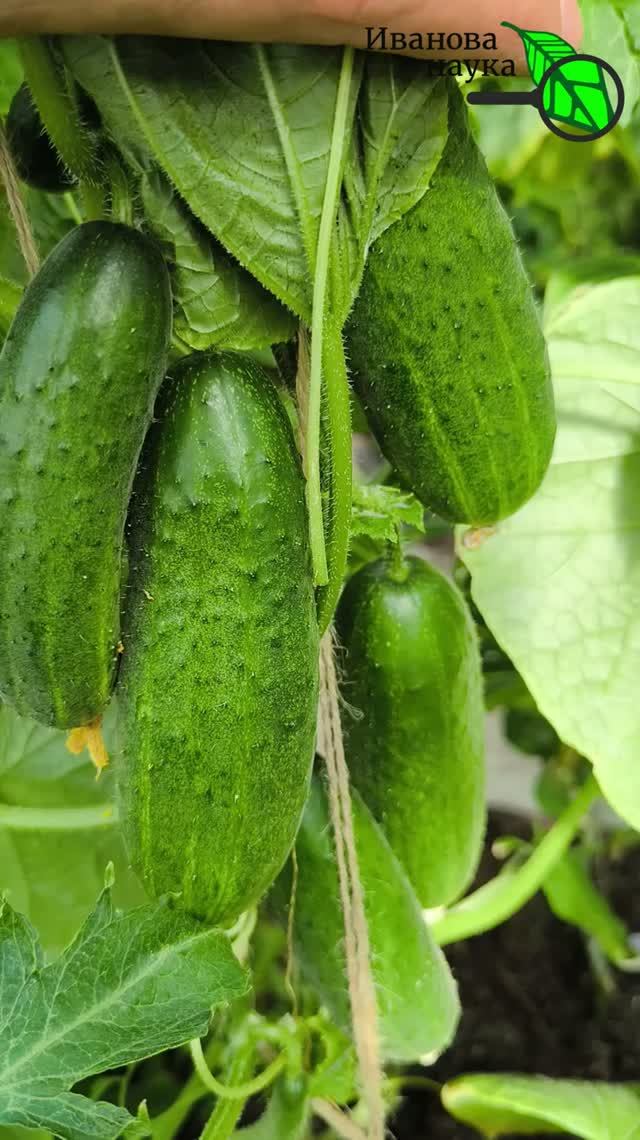 🥒🔥 От этой ЛЮТОЙ подкормки огурцы СНОВА прут вёдрами! Урожай взлетит в 10 раз! 🚀