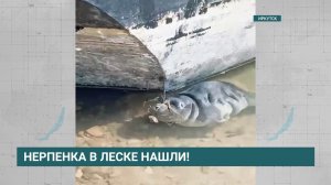 Нерпёнка с леской на шее нашли на Якоби
