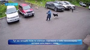 СТАЯ СОБАК БРОСИЛАСЬ НА РЕБЁНКА В МИКРОРАЙОНЕ АВАЧА В СТОЛИЦЕ • НОВОСТИ КАМЧАТКИ