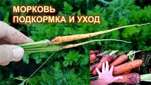 Подкормка моркови и уход. Как вырастить крупную, сладкую и ровную морковь