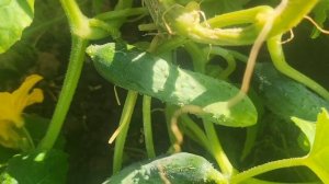 Пошли огурчики,помидорчики.🍅🥒