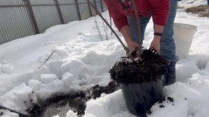 Спасаю Фантом из воды. Срочно пересаживаю взрослый куст гортензии.