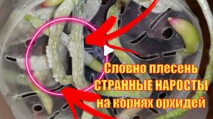 😲Что растет на корнях орхидей гадость или радость❓ Как же с ЭТИМ быть_🔍